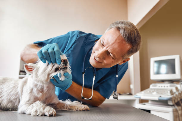 Best Emergency Tooth Extraction in Surrey, ND